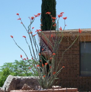 My Neighbor's Ocotillo