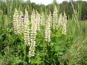 lupines white