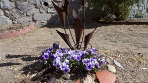 Pansies by the metal lily