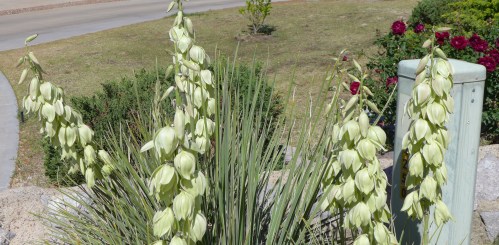 yucca close