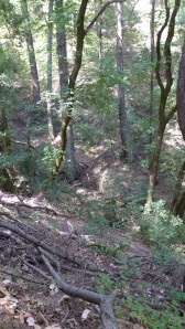 Looking Down the Canyon