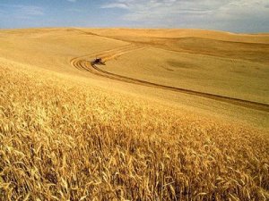 Wheat in the Field