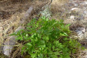parsley