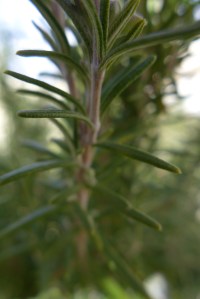 Close up of rosemary branches that need to be cut back.
