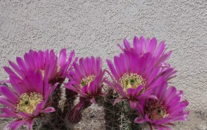 P1000432 cactus bloom