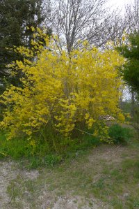 forsythia