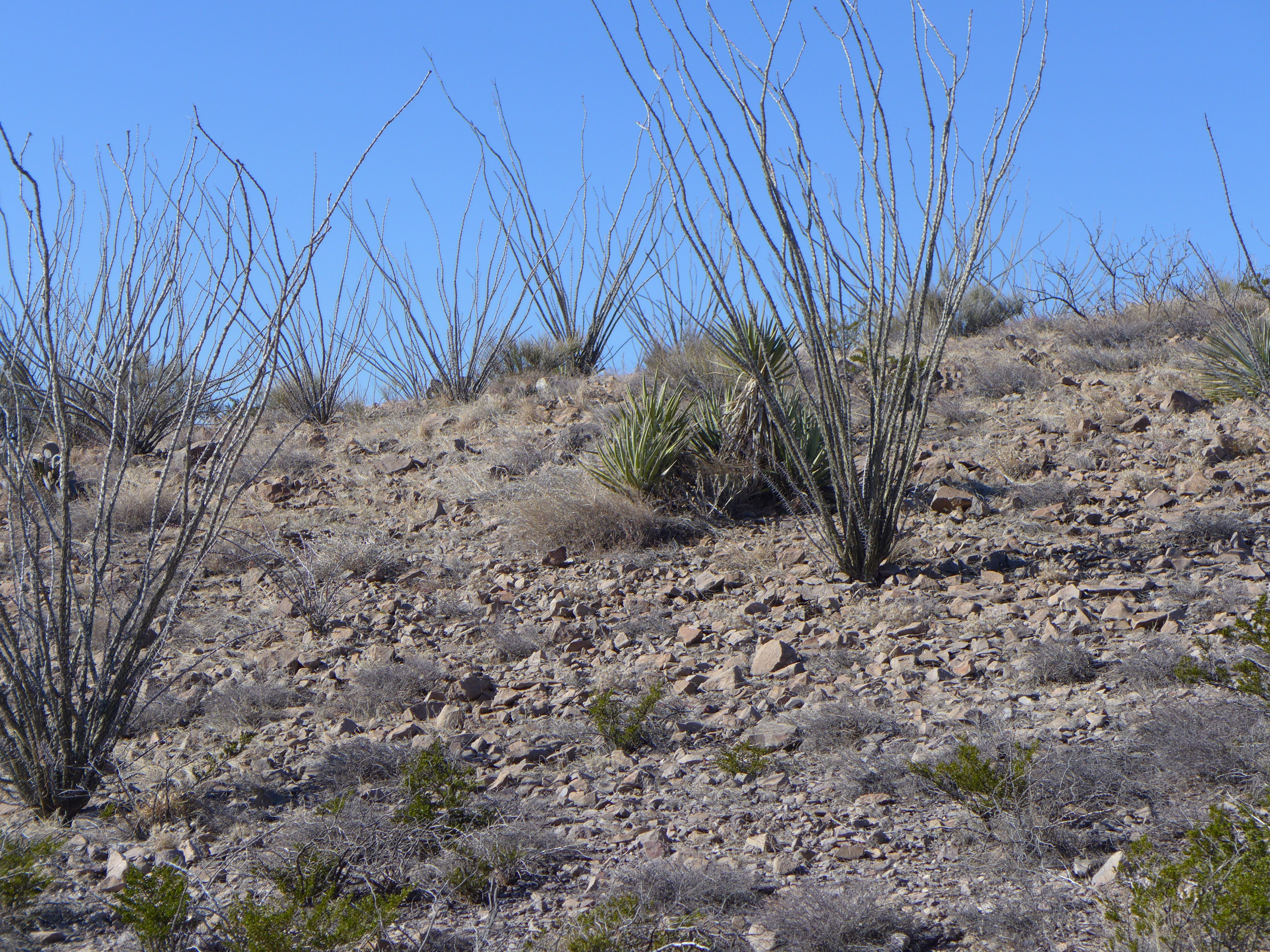 ocotillo