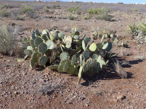 prickly pear